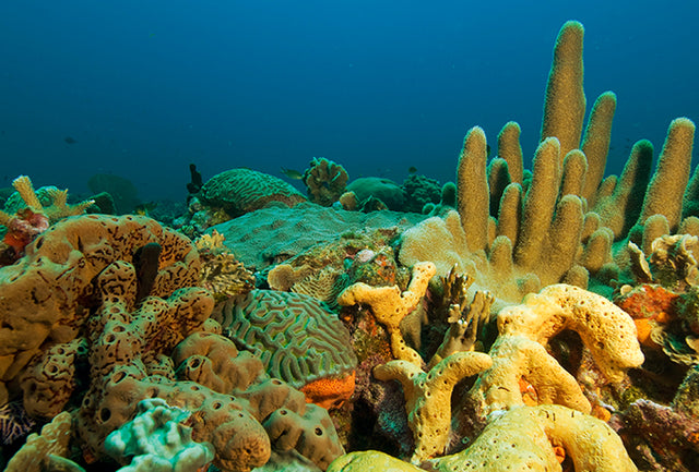 Sobre la Acropora palmata y los corales